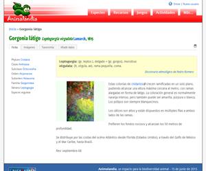 Gorgonia látigo (Leptogorgia virgulata)
