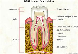 Dent (Dictionnaire Visuel)