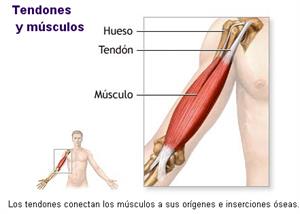 El cuerpo humano: Sistema muscular