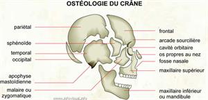 Ostéologie du crâne (Dictionnaire Visuel)