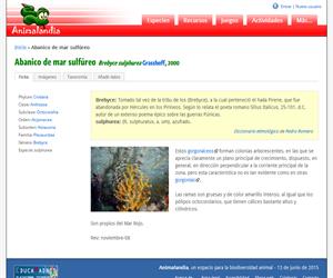 Abanico de mar sulfúreo (Brebyce sulphurea)