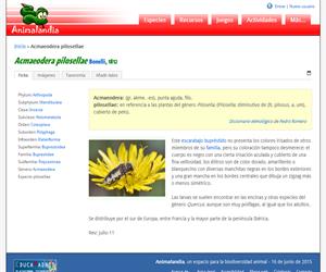 Acmaeodera pilosellae (Acmaeodera pilosellae)