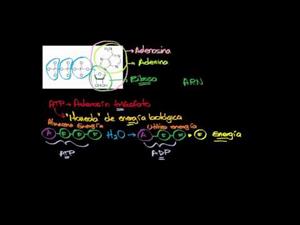 Adenosin trifosfato (Khan Academy Español)