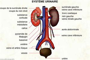 Système urinaire (Dictionnaire Visuel)