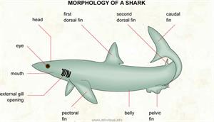 Shark  (Visual Dictionary)