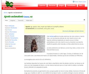 Agrotis exclamationis (Agrotis exclamationis )
