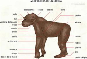 Gorila (Diccionario visual)