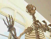 Els fòssils, l'ADN i l'evolució (Edu3.cat)