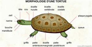 Tortue (Dictionnaire Visuel)
