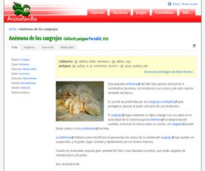 Anémona de los cangrejos (Calliactis polypus)