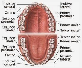Partes de la dentadura humana