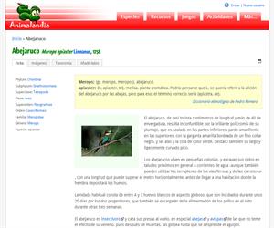 Abejaruco (Merops apiaster )