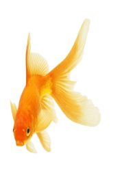 Goldfish Behavior