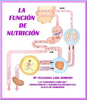 ¿Qué es la Función de Nutrición?