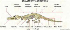 Sleleton of a crocodile  (Visual Dictionary)