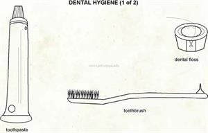 Dental hygiene  (Visual Dictionary)