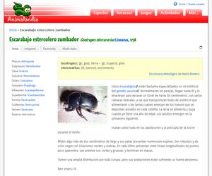 Escarabajo estercolero zumbador (Geotrupes stercorarius )