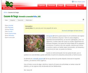 Gusano de fuego (Hermodice carunculata)