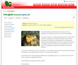 Cono gigante (Conus pulcher)
