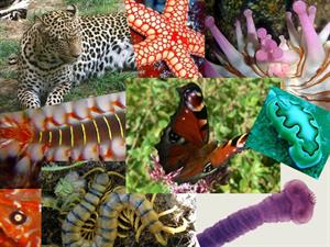 Características de los animales invertebrados (Animalandia)
