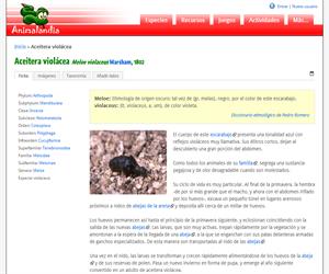 Aceitera violácea (Meloe violaceus)