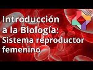 Sistema reproductor femenino (educatina.com)