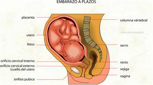 Embarazo (Diccionario visual)
