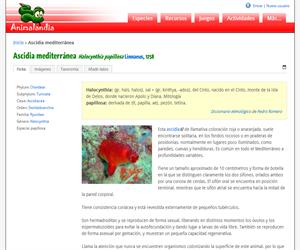 Ascidia mediterránea (Halocynthia papillosa )