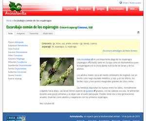 Escarabajo común de los espárragos (Crioceris asparagi )