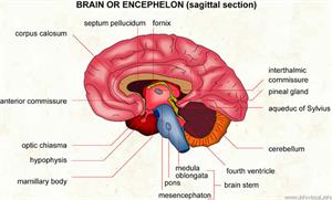 Encephelon  (Visual Dictionary)