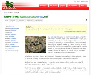 Culebra bastarda (Malpolon monspessulanus)
