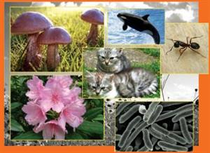 La biodiversidad en los ecosistemas. Versión para estudiantes