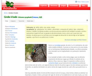 Cárabo irisado (Calosoma sycophanta)