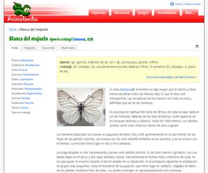 Blanca del majuelo (Aporia crataegi )