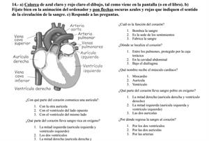 Aparatos circulatorios y excretor (actividades pdf)