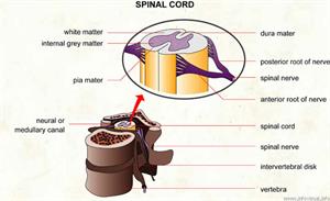 Spinal cord  (Visual Dictionary)
