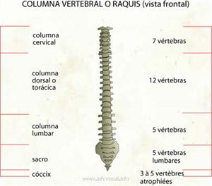 Columna vertebral (Diccionario visual)