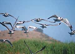 Migración de las aves