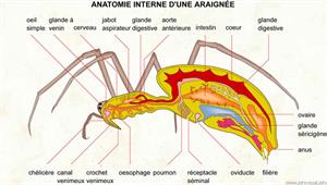 Anatomie interne d'une araignée (Dictionnaire Visuel)