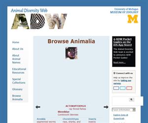 Animal Diversity Web (ADW), miles de especies animales a tu alcance