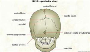 Skull (posterior view)  (Visual Dictionary)
