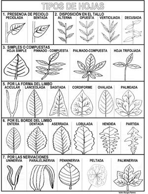 Ficha sobre tipos de hojas (actiludis.com)