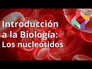 Los nucleótidos