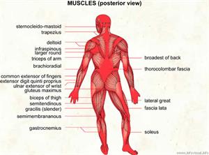 Muscle  (Visual Dictionary)