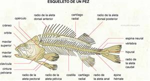 Esqueleto de un pez (Diccionario visual)