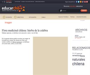 Flora medicinal chilena: hierba de la culebra (Educarchile)