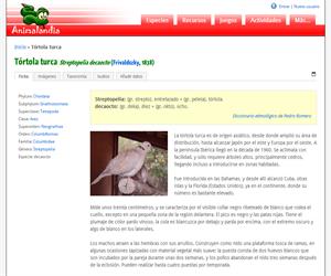 Tórtola turca (Streptopelia decaocto)