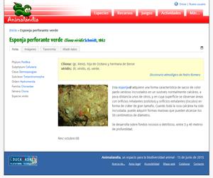 Esponja perforante verde (Cliona viridis)