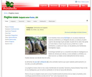 Pingüino enano (Eudyptula minor)
