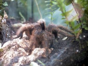 Araña mono de Martinica (Avicularia versicolor)